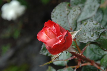 ローズガーデンの薔薇