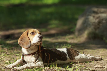 Beagle dog lying on the grass. basking in the sun