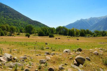 Fototapeta premium mountain pasture
