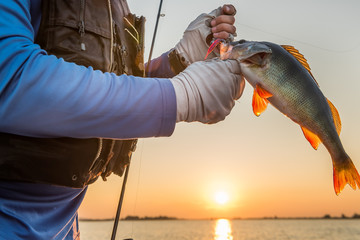 A fisherman with a large fish perch and a silicone bait in his hands on the river at dawn. Close-up.
