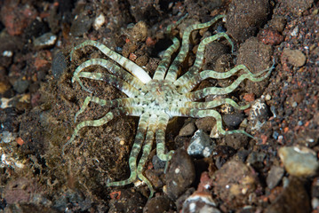 Sea Anemone