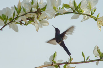 Beautiful birds of Brazil