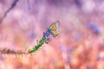 Butterfly on a flower with great bokeh background as macro