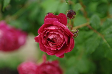 ローズガーデンと庭の薔薇