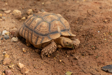 The Aldabra Giant Tortoise is a giant species of Tortoise native to the Aldabra Islands in the Indian ocean.