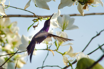 Beautiful birds of Brazil