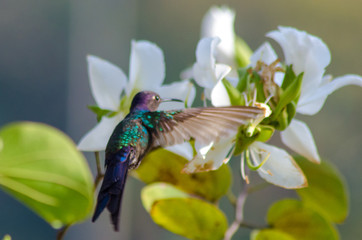 Beautiful birds of Brazil