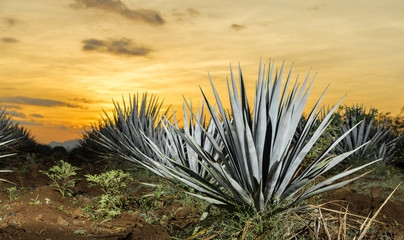 Tequila agave  lanscape sunset