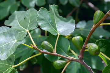 Fototapeta premium Dripping ripe fig on the tree, close up