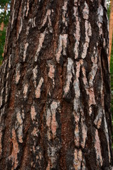 Obraz premium bark of tree