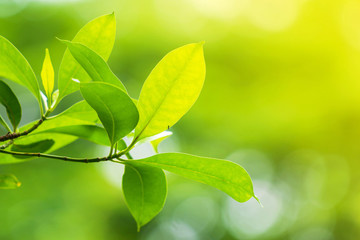 Obraz premium Natural green leaf, Fresh green tree leaves under sunlight