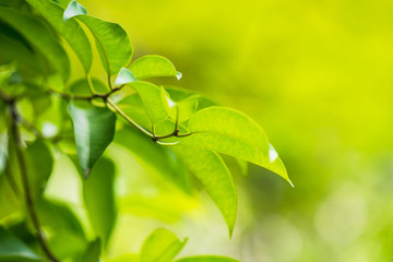 Natural green leaf, Fresh green tree leaves under sunlight