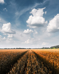 Ripe golden wheat field against the blue sky background. Landscape photography