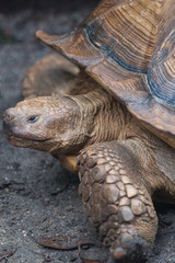 ケズメリクガメが散歩する、池田動物園にて