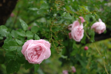 Obraz premium ローズガーデンと庭の薔薇