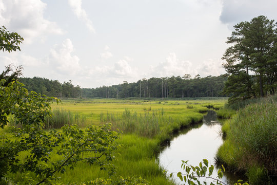 Winding Creek Through Salt Marsh