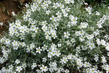 Bed of white flowers in the garden