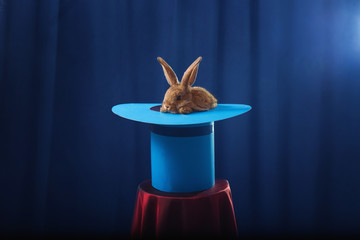 Fototapeta premium królik w kapeluszu na niebieskim tle