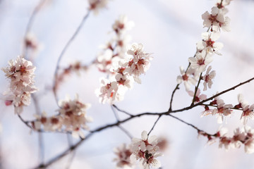 peach blossom in tibet