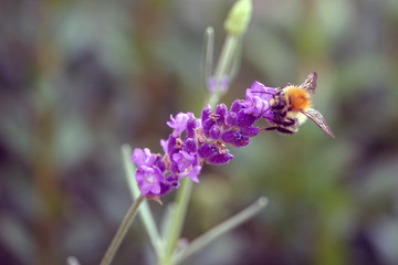 bee on lavender