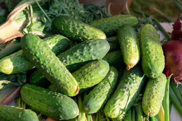 Fresh, green cucumbers straight from the garden