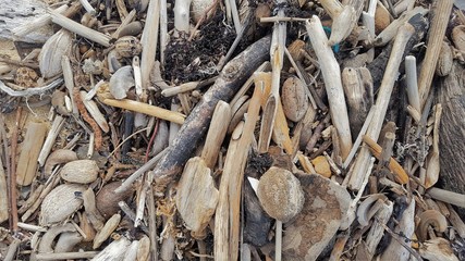 Background, texture, wood chips on the beach, sea, gray weathered wood