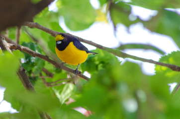Beautiful birds of Brazil