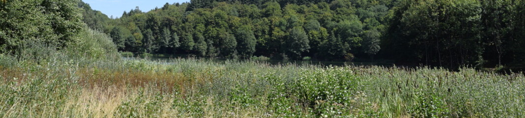 Schilfgürtel des Holzmaar, Gillenfeld in der Eifel © Markus Volk