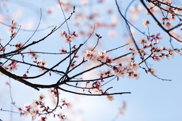 peach blossom in tibet