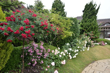 ローズガーデンと薔薇