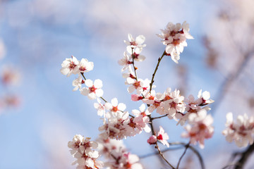 peach blossom in tibet