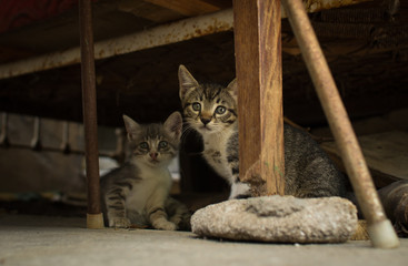 Homeless kittens from poor neighborhoods.
