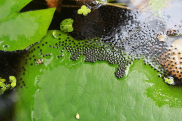 Frog eggs on lotus leafs in the pond