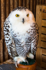 Pygmy owl,Glaucidium brodiei 1 year old isolate on background, copy space.Technical closed up
