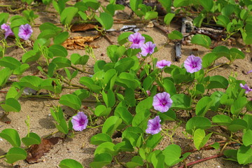 Purple morning glory flowers on the sandy beach