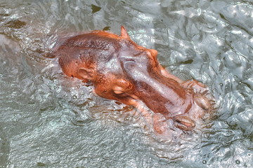 Top head of a hippopotamus over the water