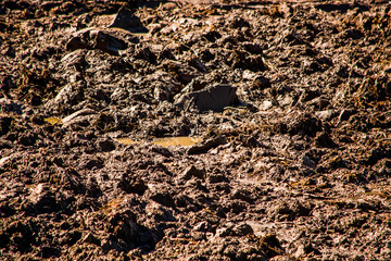 Texture of soil with wet clods of dirt