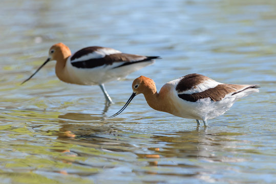 Graceful, Gentle and Beautiful. The American Avocet