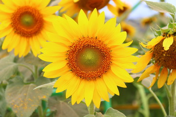 Big, beautiful sunflowers in the sunflower field