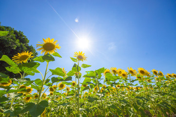 ヒマワリ畑と太陽