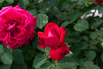 Opening red rose blossom - Blooming flowers in the garden