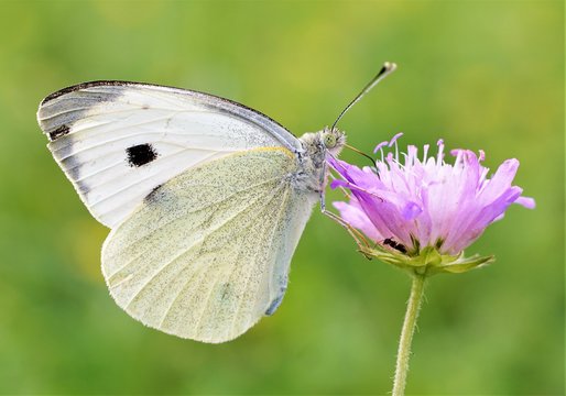 A butterfly collects nectar from a field flower.