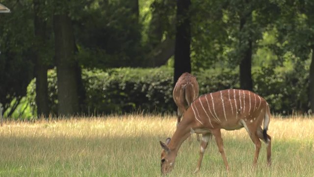 Nilgai, Antelope Asia.Panning,Closeup, 