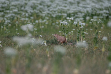 Prairie Dog in Bloom
