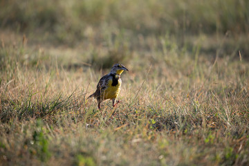 Exploring Yellow Meadowlark
