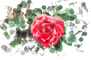 Close-up of a red rose blooming on the bush - Garden flowers in the summer, watercolor splashes and brush design