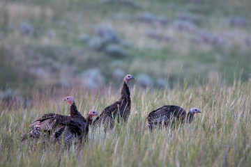 Wild Turkeys in Tall Grass