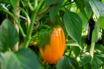 Orange pepper is ripening in a greenhouse