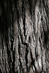 tree structure. background