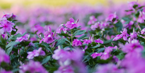 Fototapeta premium The pink flowers garden in the Nongnuch flower garden, Chonburi, Thailand.